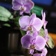 Orchideen Ausstellung in der Orangerie Elfenau 050.jpg